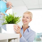 decorar con plantas de interior