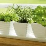 decorar con plantas de interior