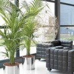 decorar con plantas de interior